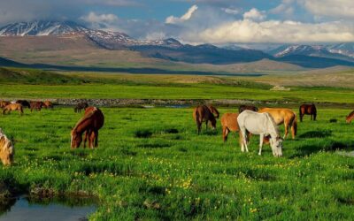 Deosai National Park (4, 114m/13, 497ft) 07 Days